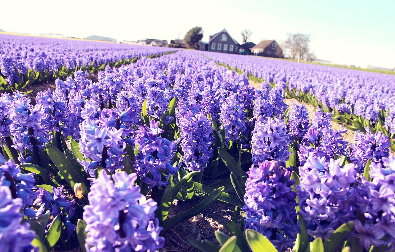 Wallpaper field, flowers, home, lilac, hyacinths image