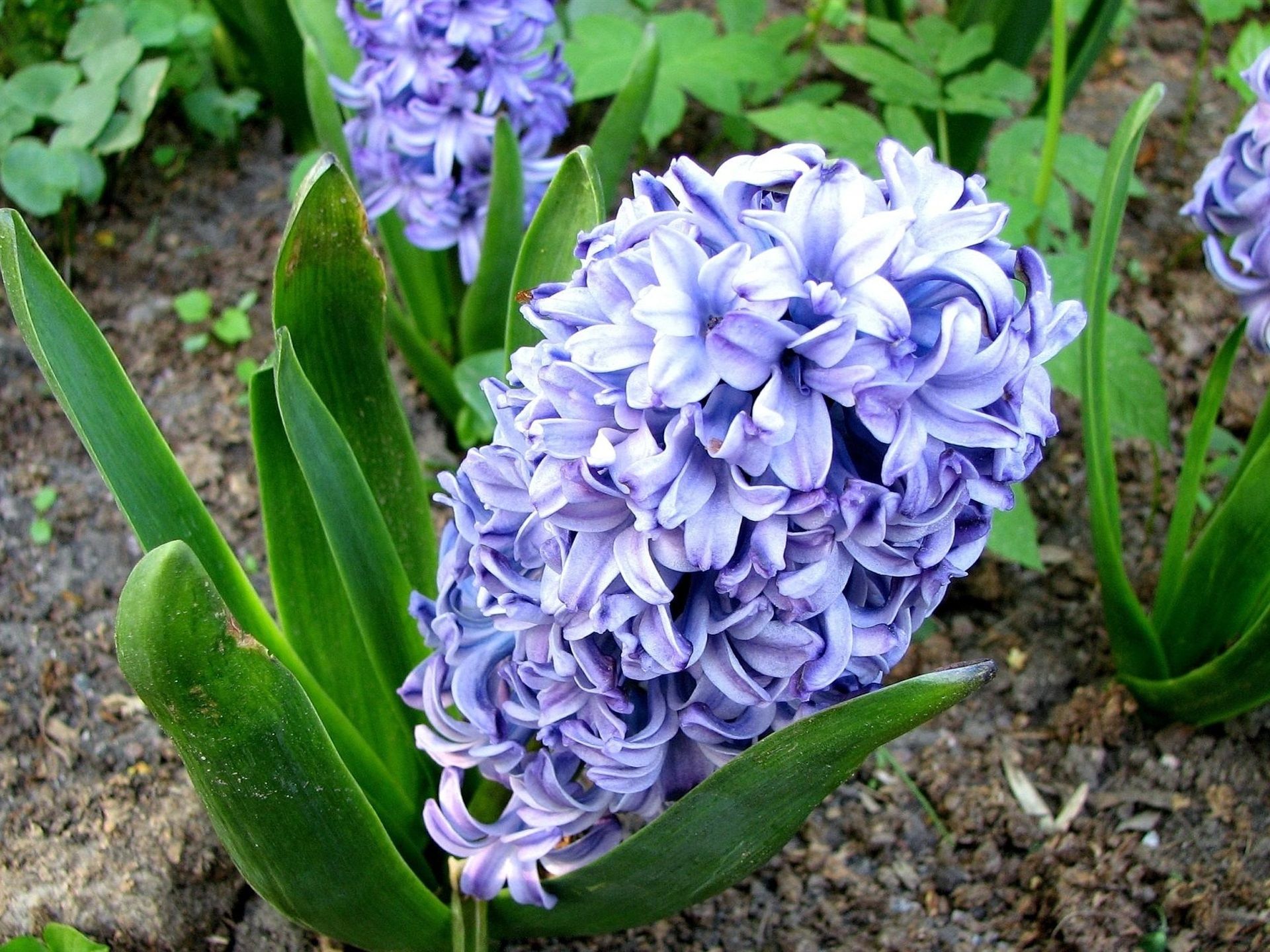 Wallpaper Blue hyacinth flowers, field 1920x1440 HD Picture, Image