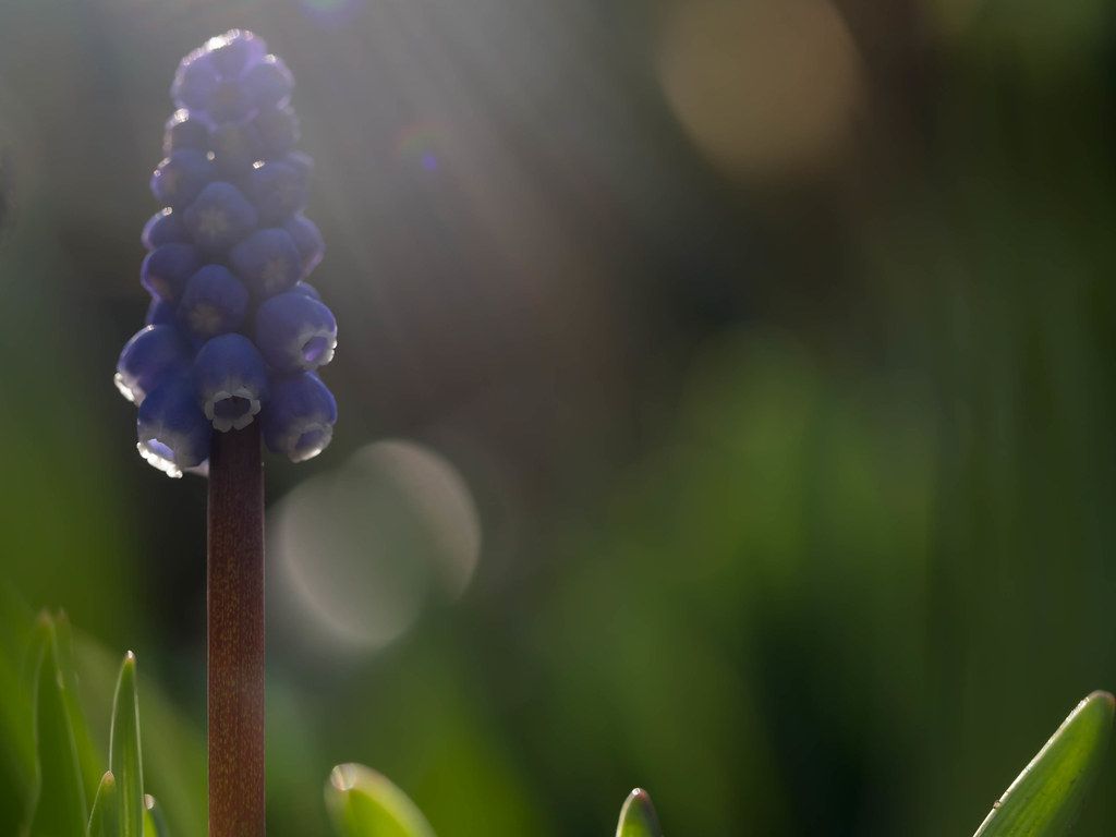 Blue Grape Hyacinth Muscari in early morning