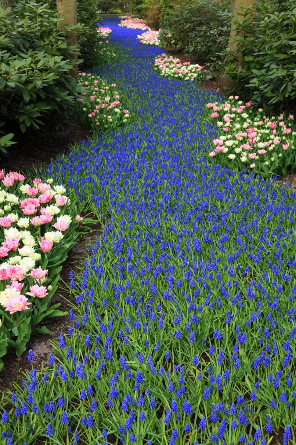 grape hyacinth field free image