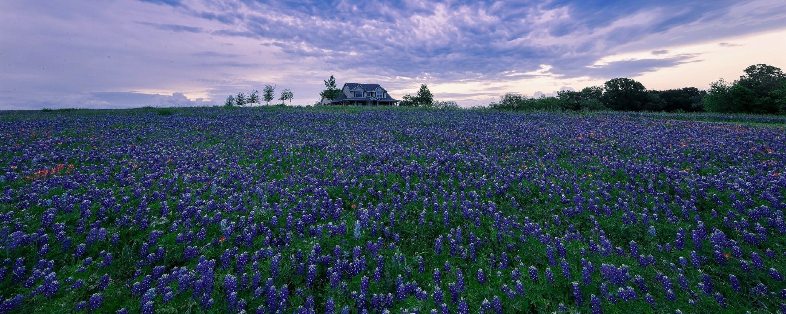 House In Purple Flower Hyacinth Field 2560x1024