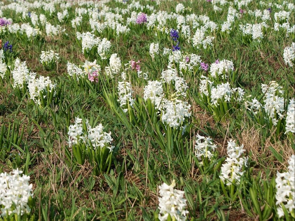 Download wallpaper 1024x768 hyacinths, flowers, fields, green