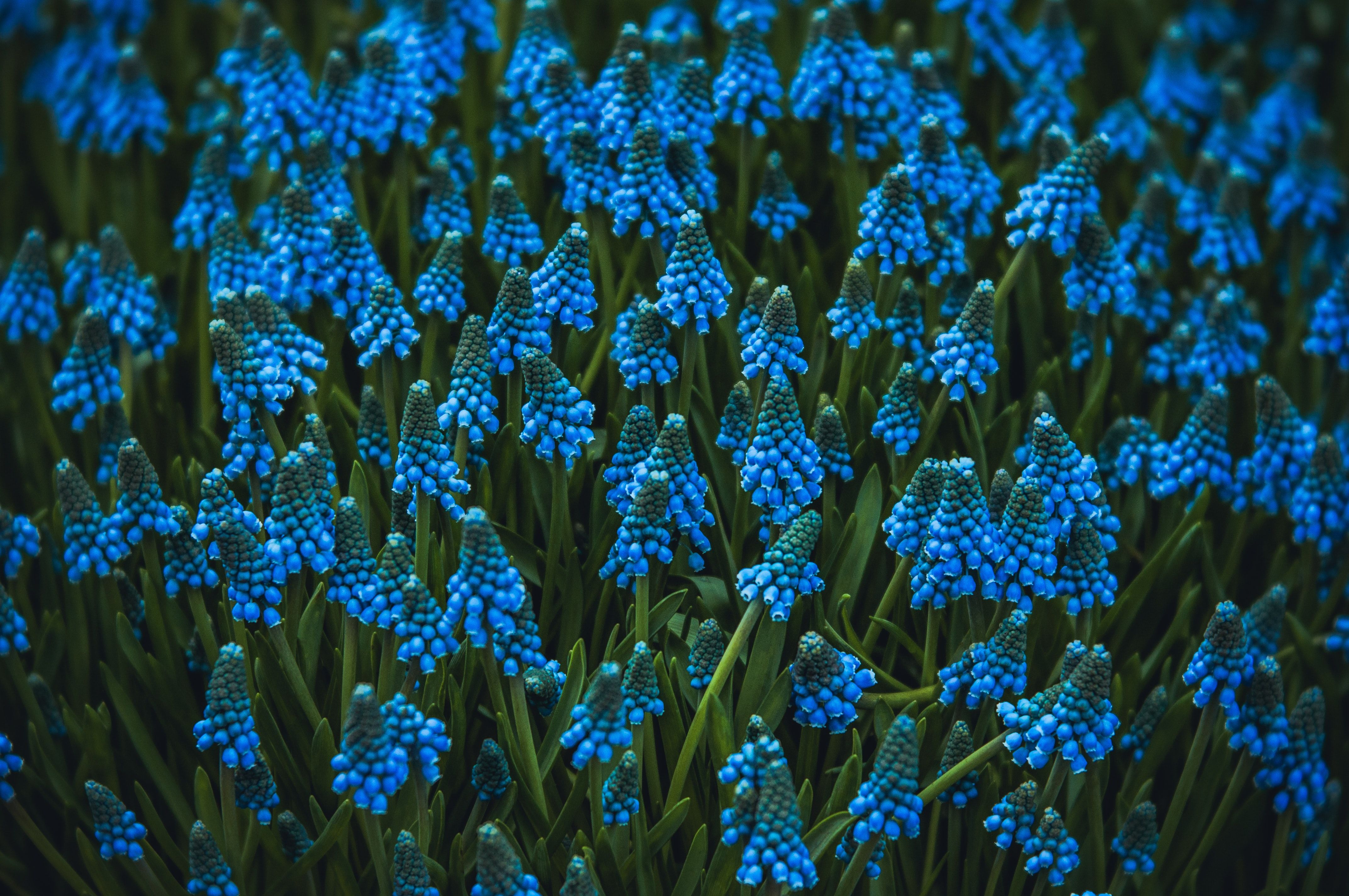 selective focus photography of blue petaled flowers photo