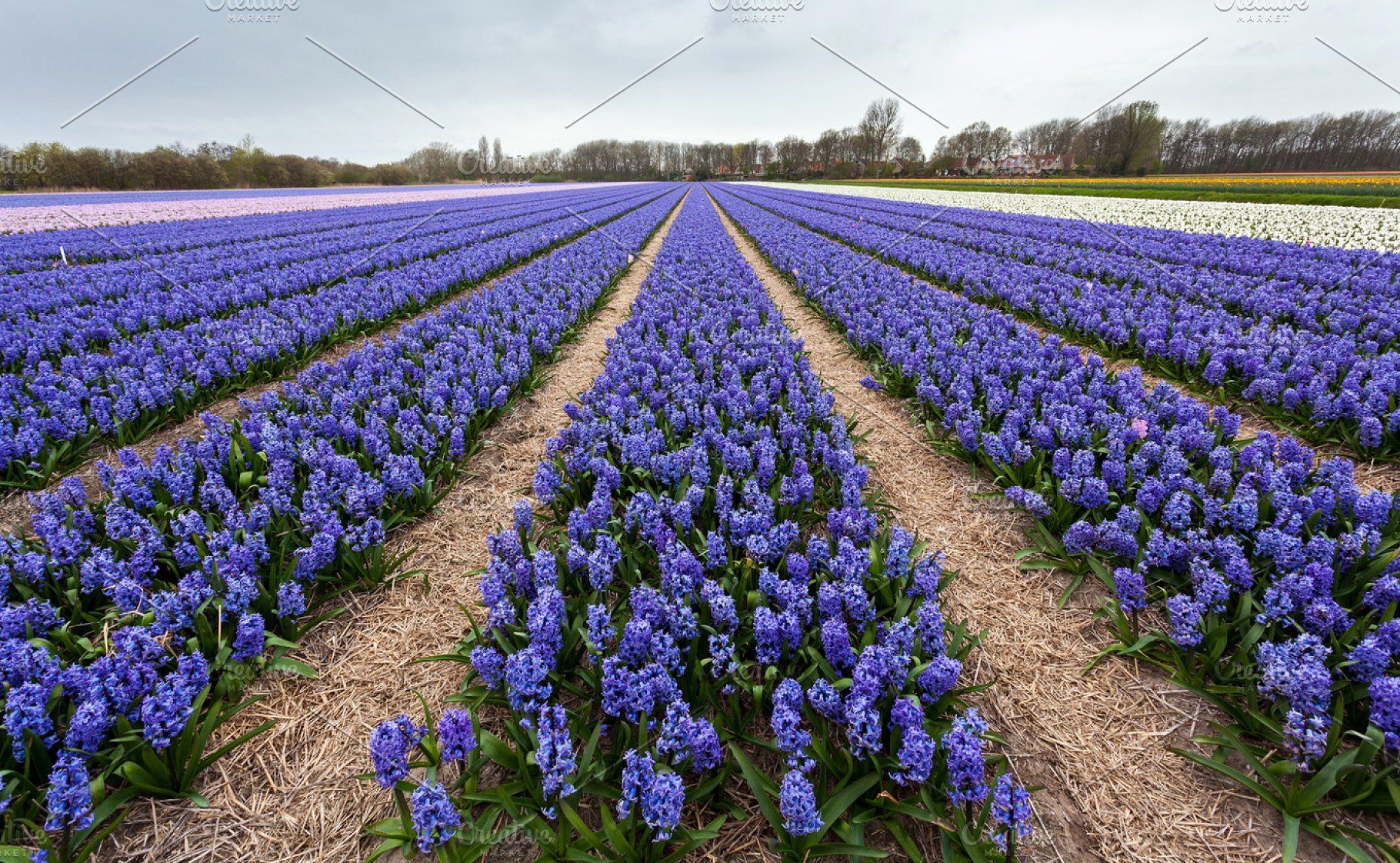 Hyacinth. Beautiful Colorful Flowers. High Quality Nature Stock