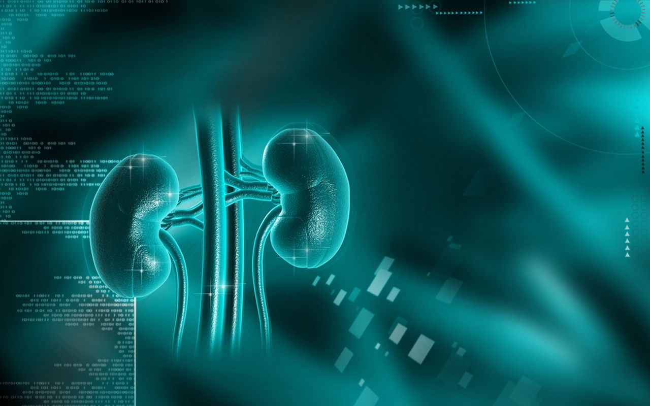 Kidney Wallpapers  Top Free Kidney Backgrounds  WallpaperAccess