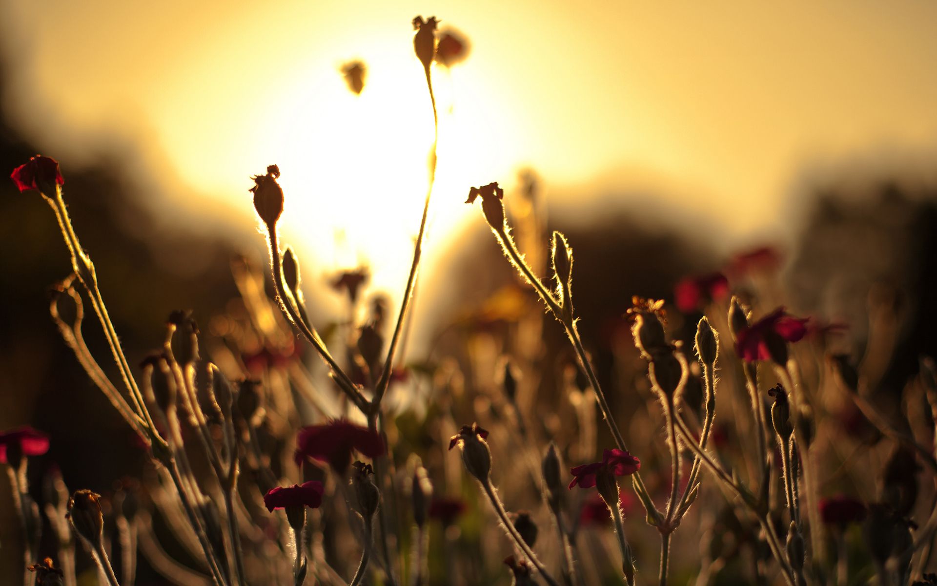 flower, Sunset, Macro Wallpaper HD / Desktop and Mobile Background