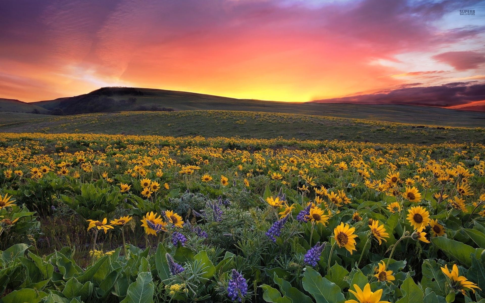 Lovely Sunset Sun Flower Field desktop PC and Mac wallpaper