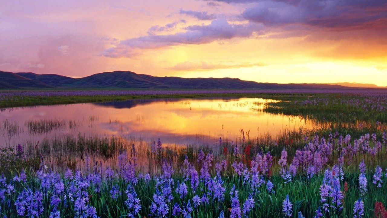 flower swamp sunset
