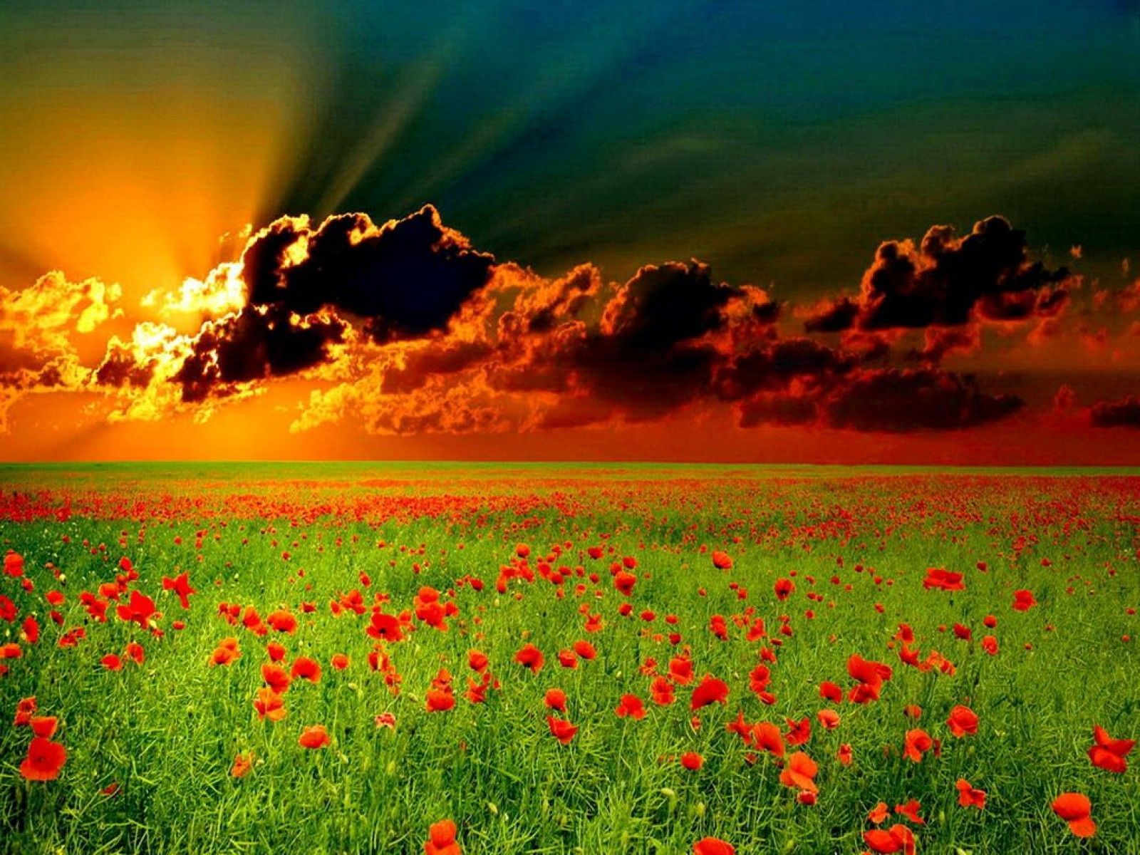 Chic Overwhelming Flower Field Sunset HD Wallpaper Free Download