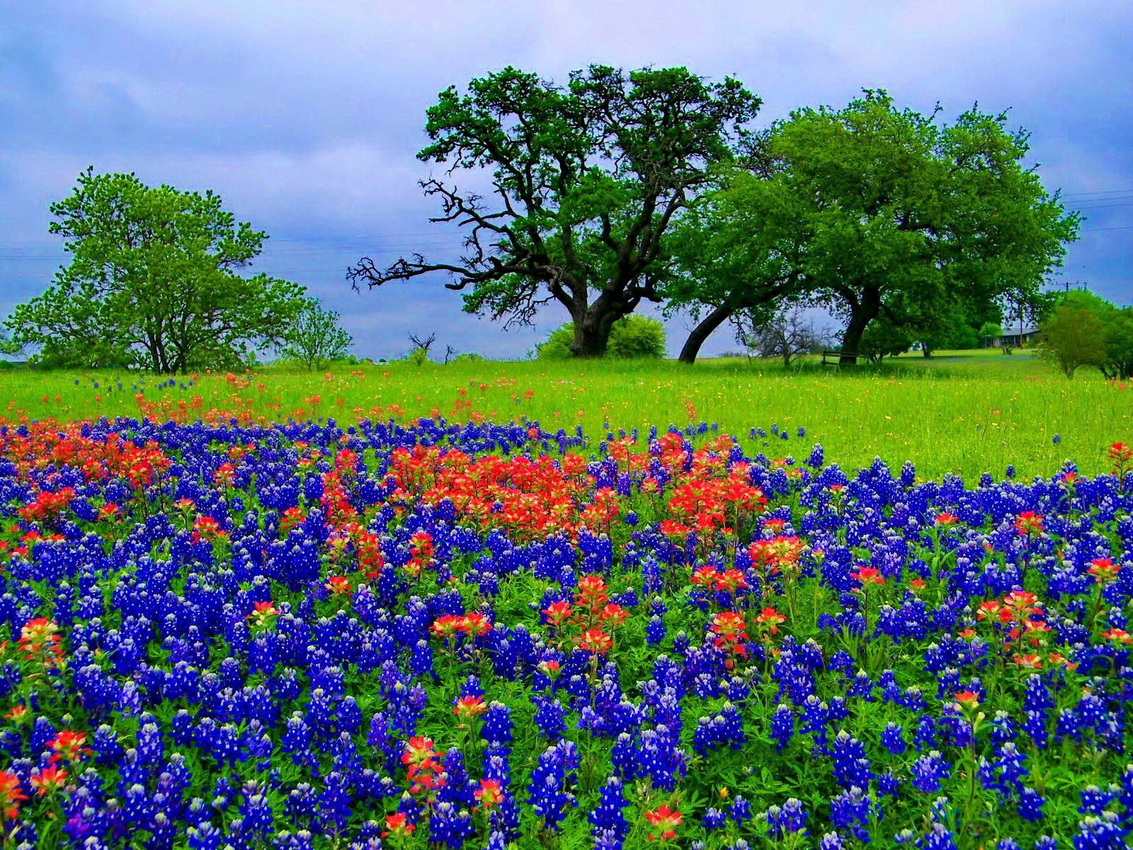 SO/ Texas Wildflower Sunset, background v.6.8 jpeg