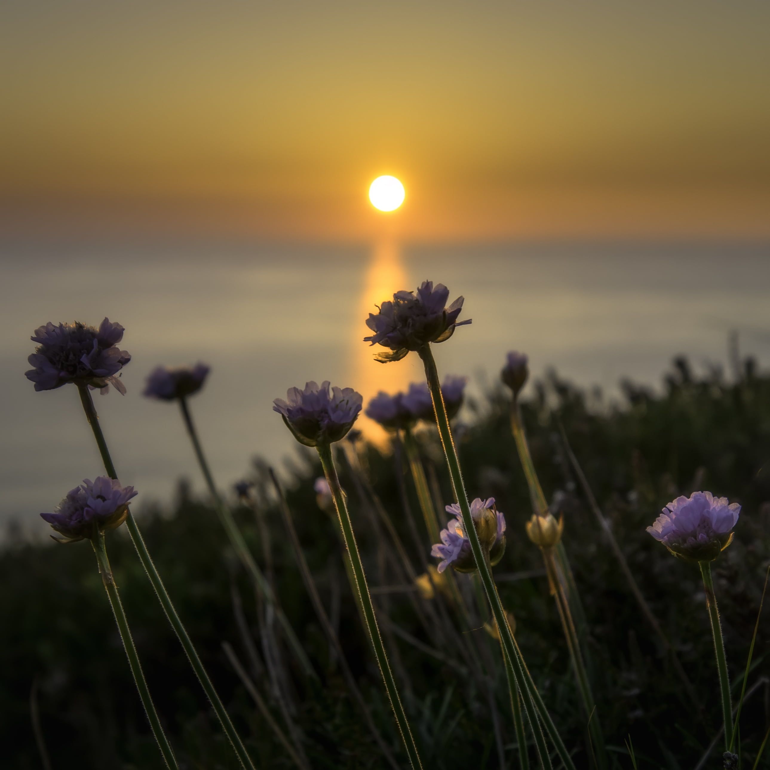 Shallow focus photography of pruple flower during sunset HD