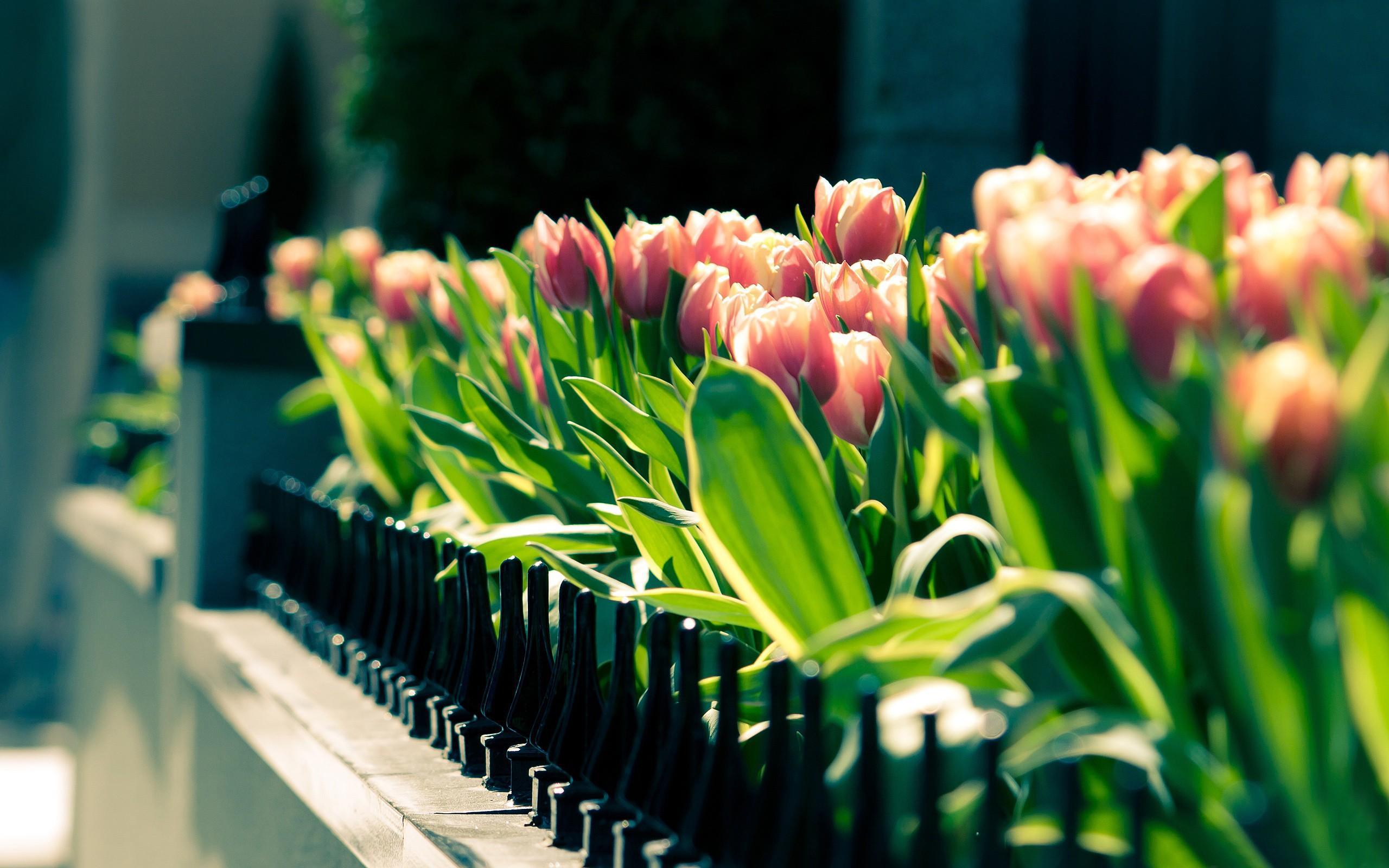 Beauty of spring flowers wallpaper and image