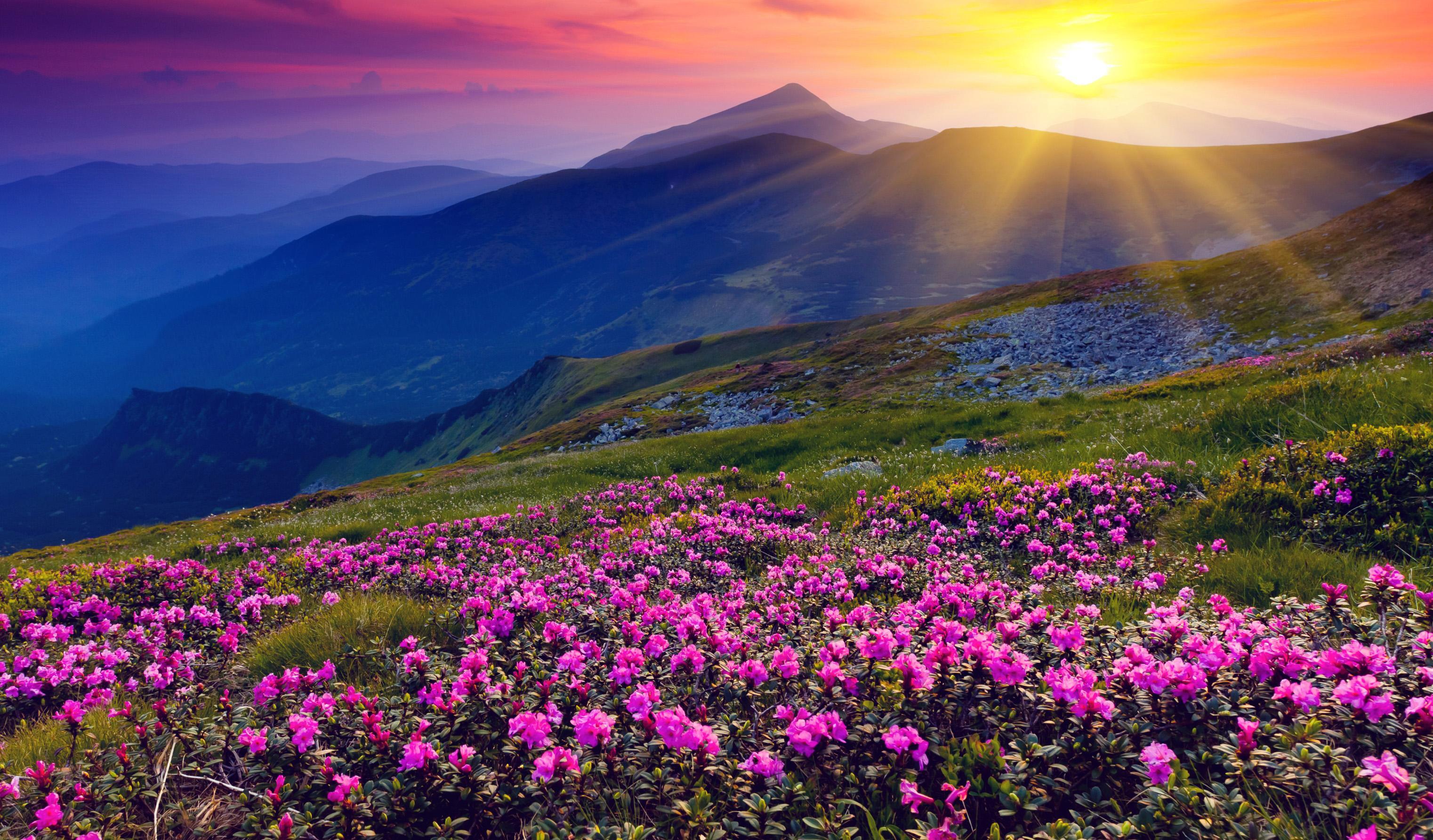 Beautiful Spring Wallpaper 4K for Android
