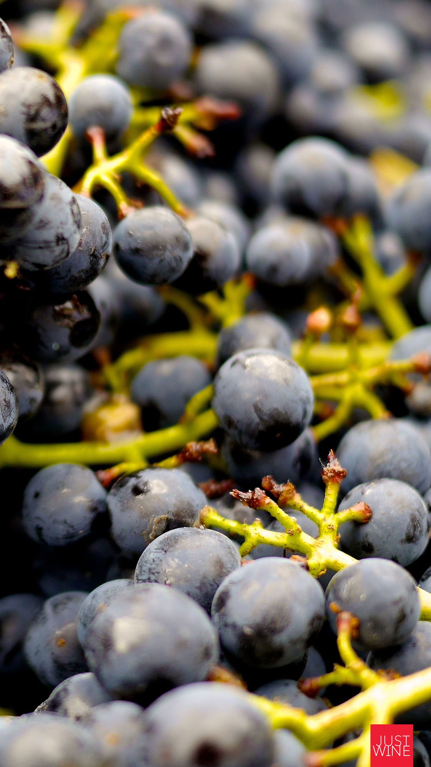 Wine Themed Background Wallpaper For IPhones A