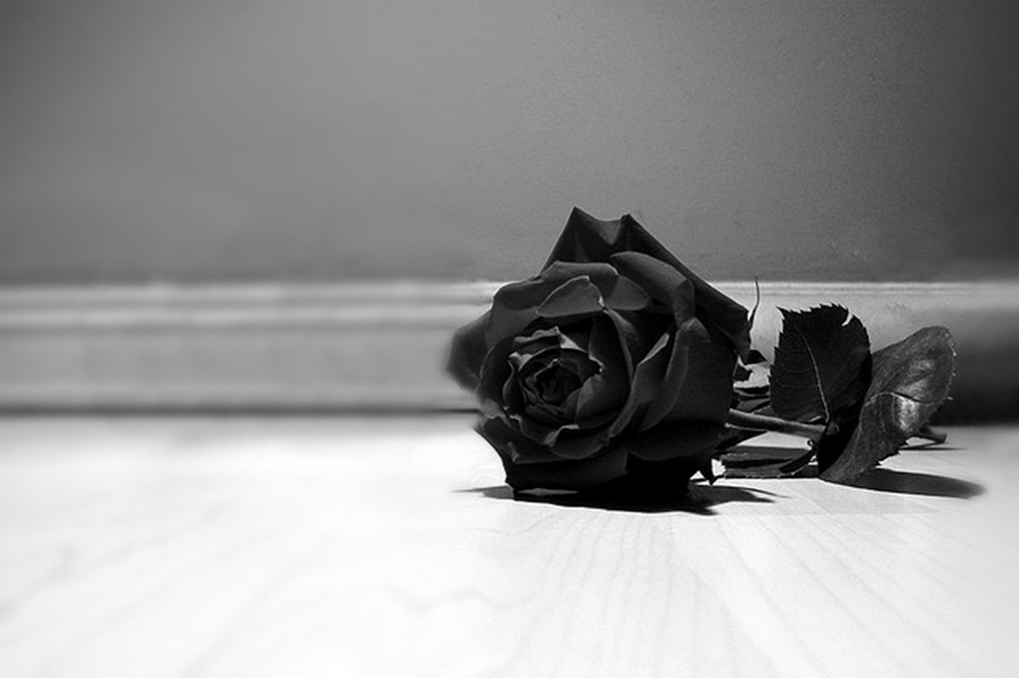 Aesthetic Black Rose Wallpaper