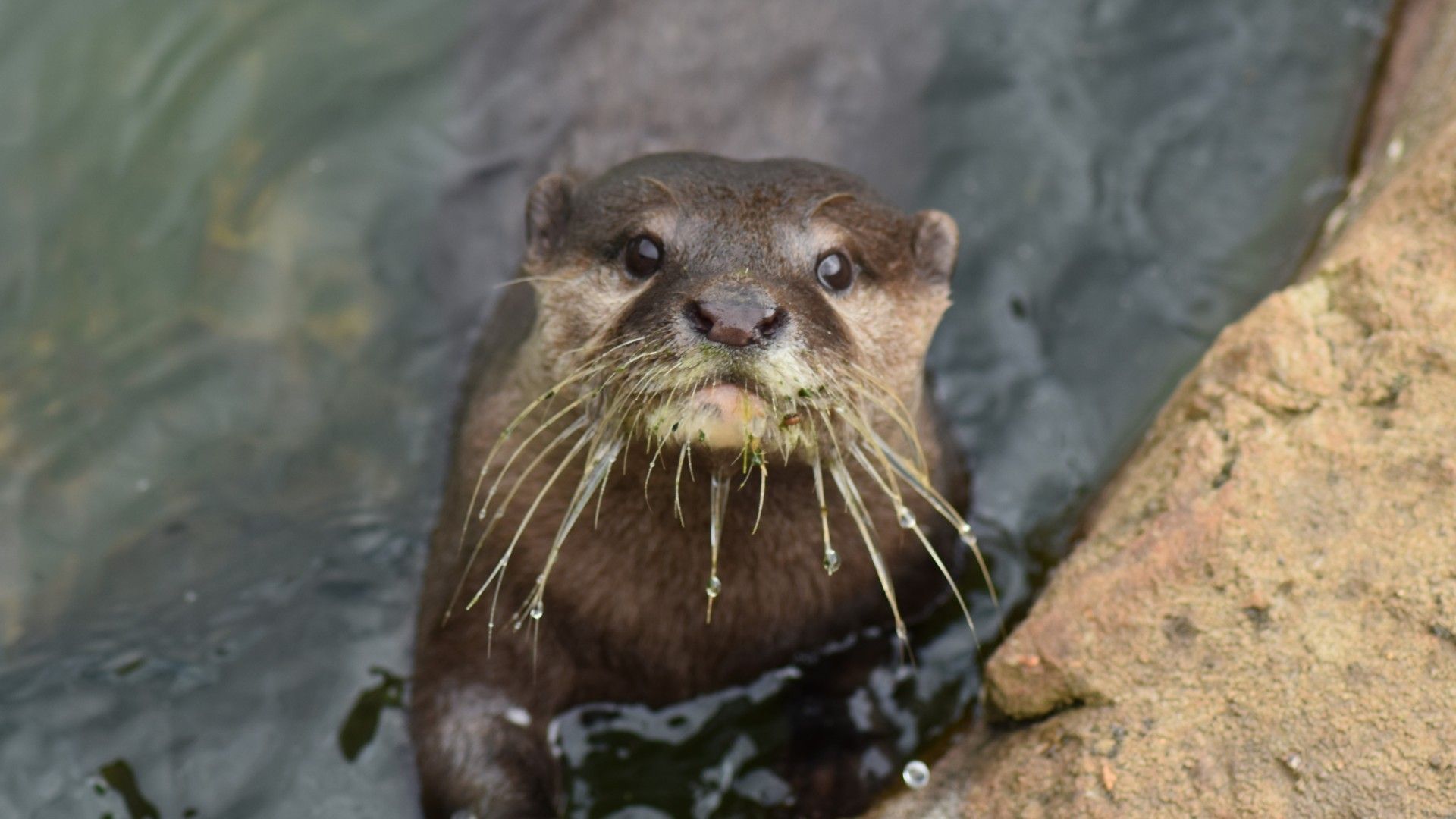 Download 1920x1080 Otter, Water, Dirty, Stone, Adorable Look