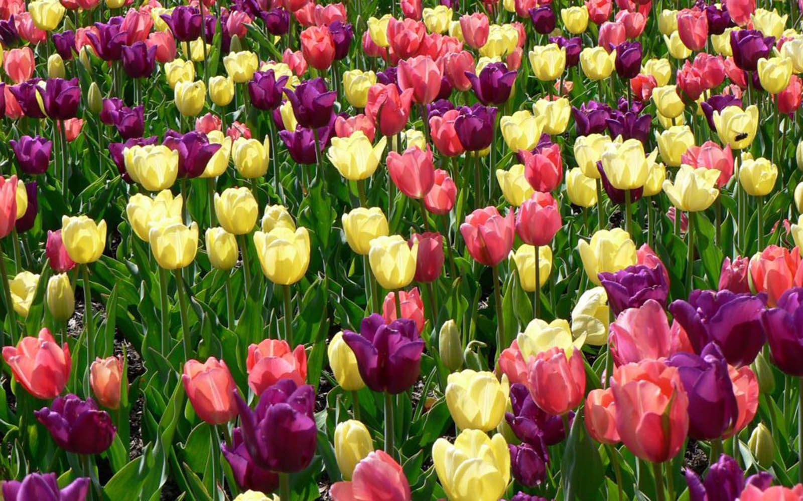 Free Spring Flowers, Download Free Clip Art, Free Clip Art