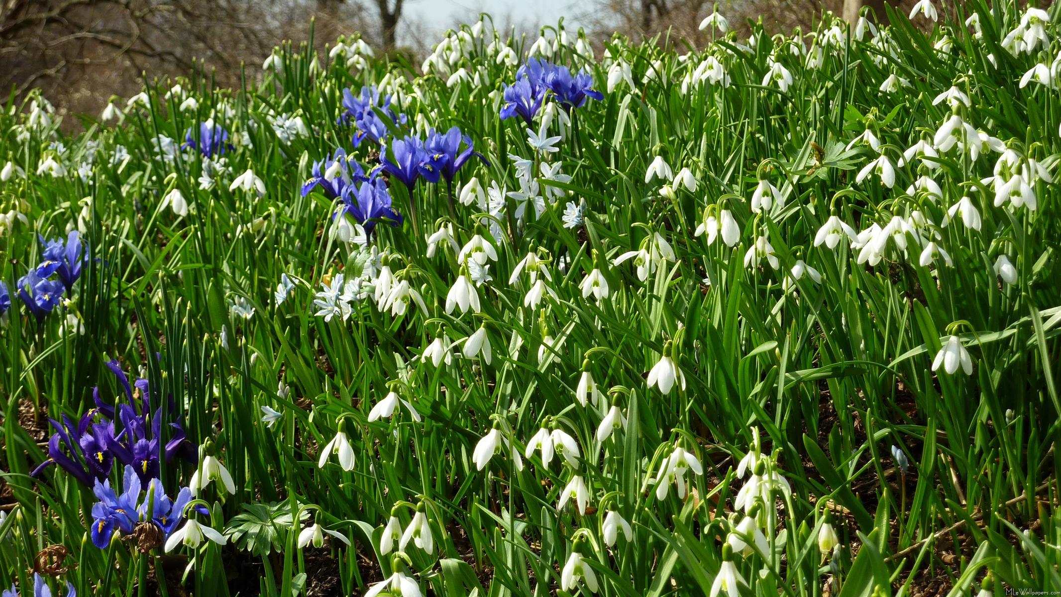 Free download MLeWallpapercom Hillside of Early Spring Flowers I