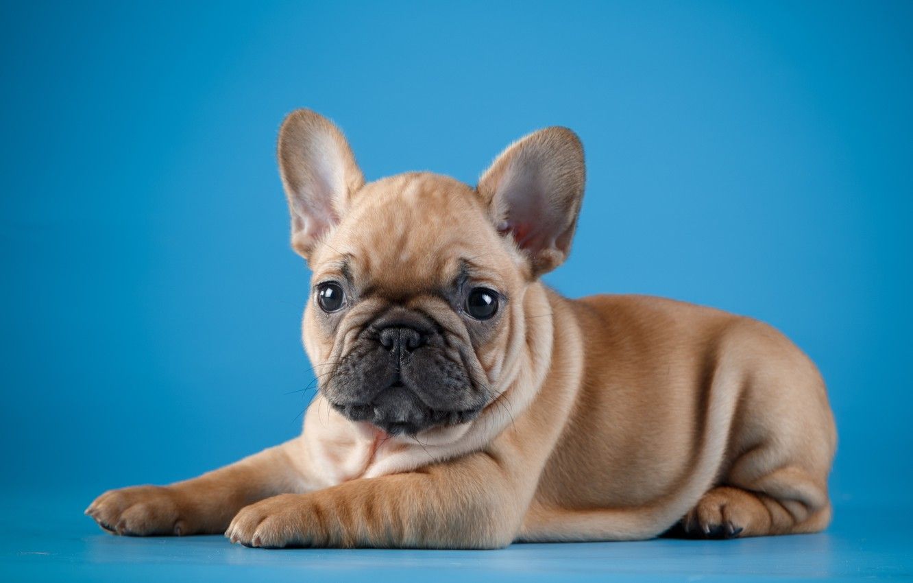 Wallpaper baby, puppy, French bulldog image for desktop, section