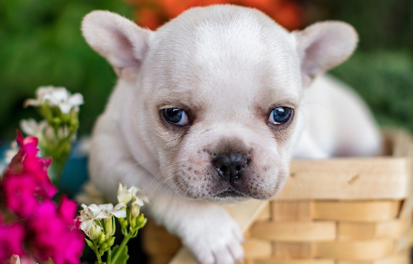 Wallpaper look, flowers, basket, baby, puppy, face, French bulldog