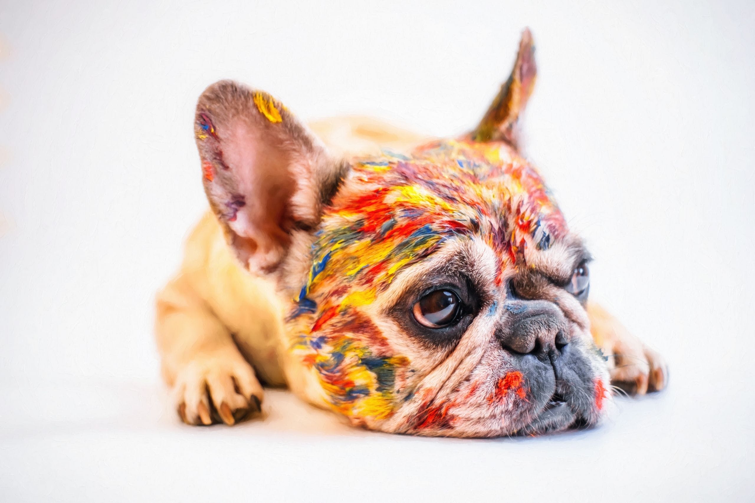 HD Colored French Bulldog Wallpaper