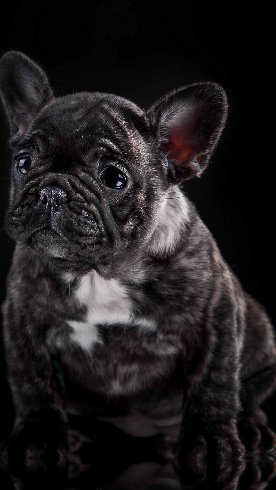 Wallpaper French Bulldog, Puppy, Dog Bulldog iPhone X