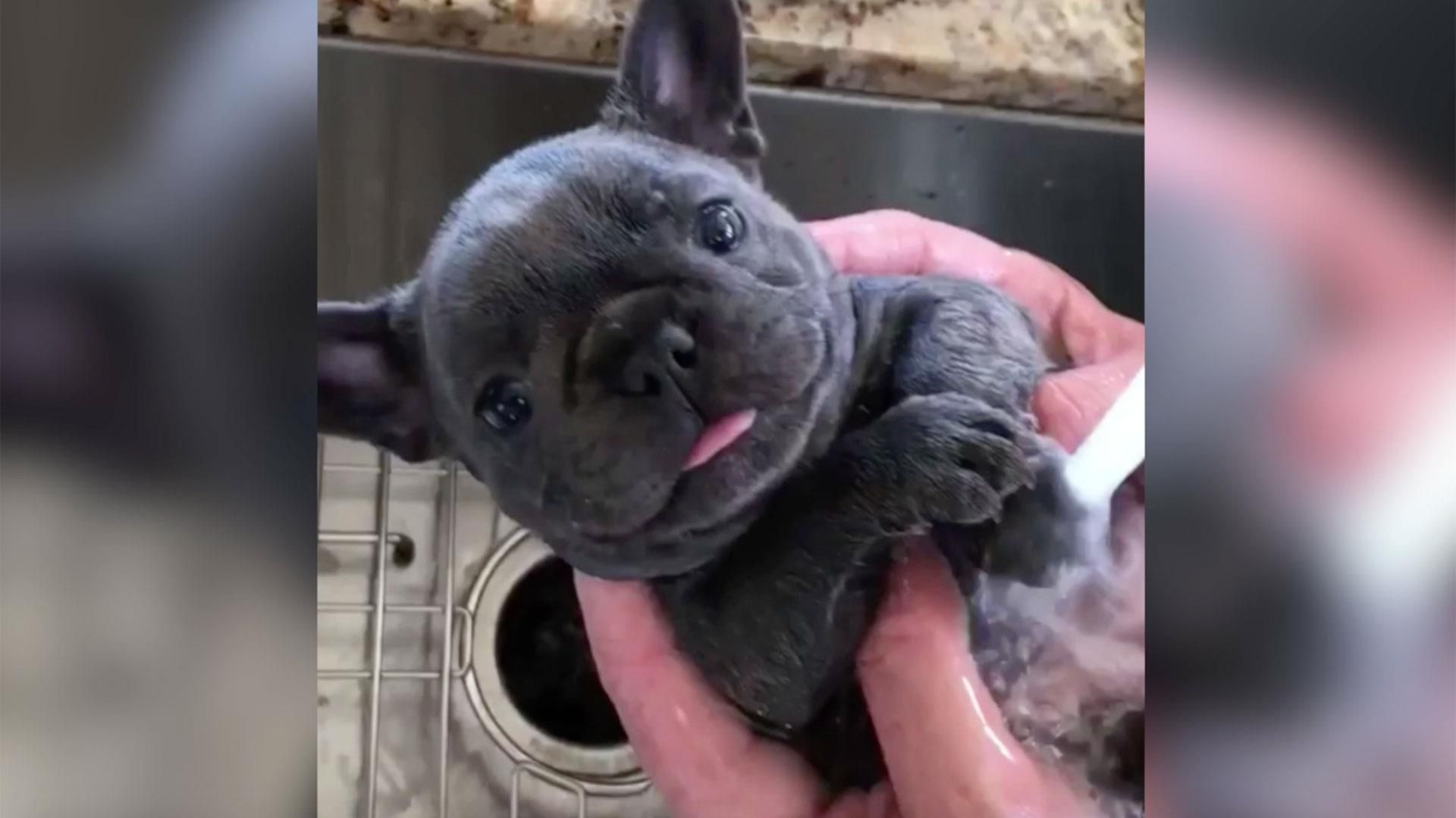 This French bulldog blissfully bathing is perfectly cute