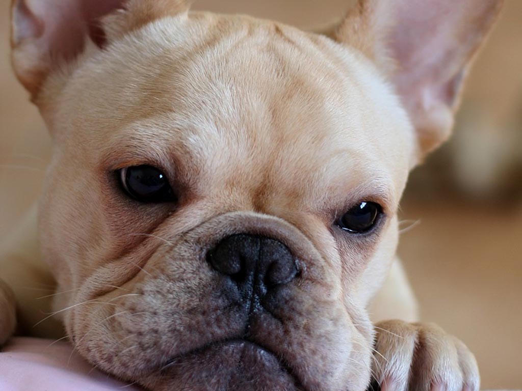 French Bulldog Wallpaper