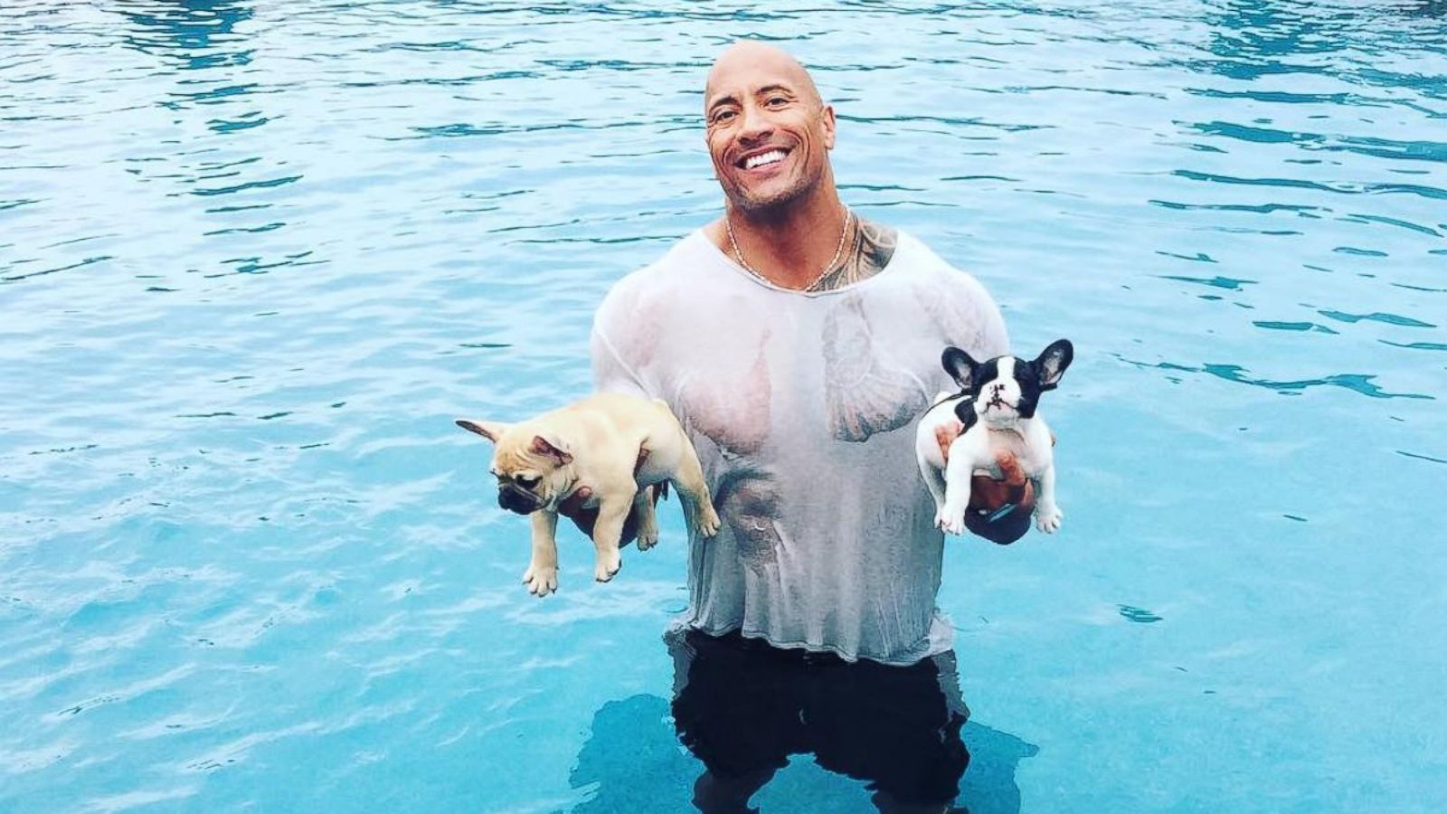 Dwayne 'The Rock' Johnson Saves Baby French Bulldogs From Drowning
