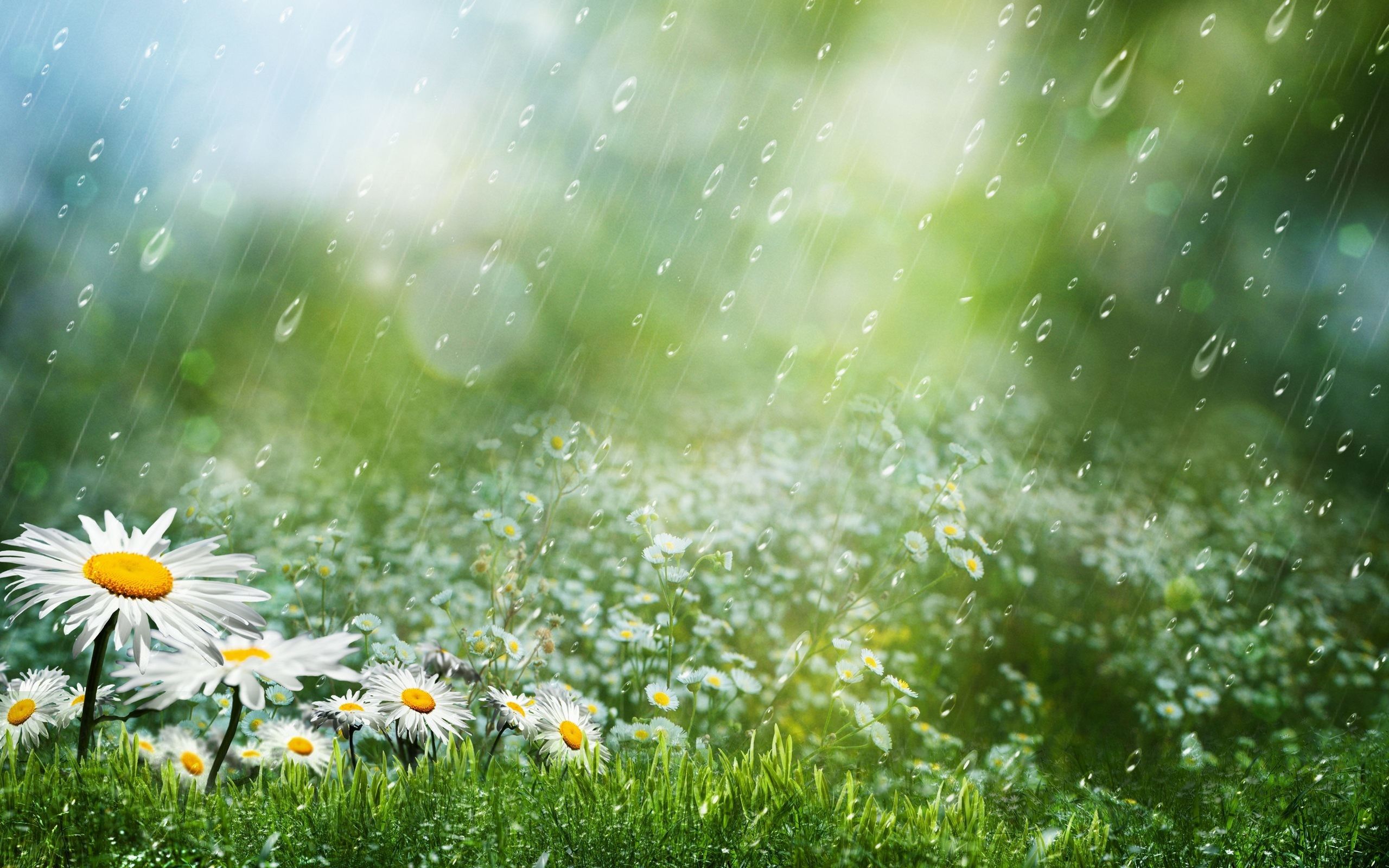 Rainy Spring Wallpapers - Wallpaper Cave