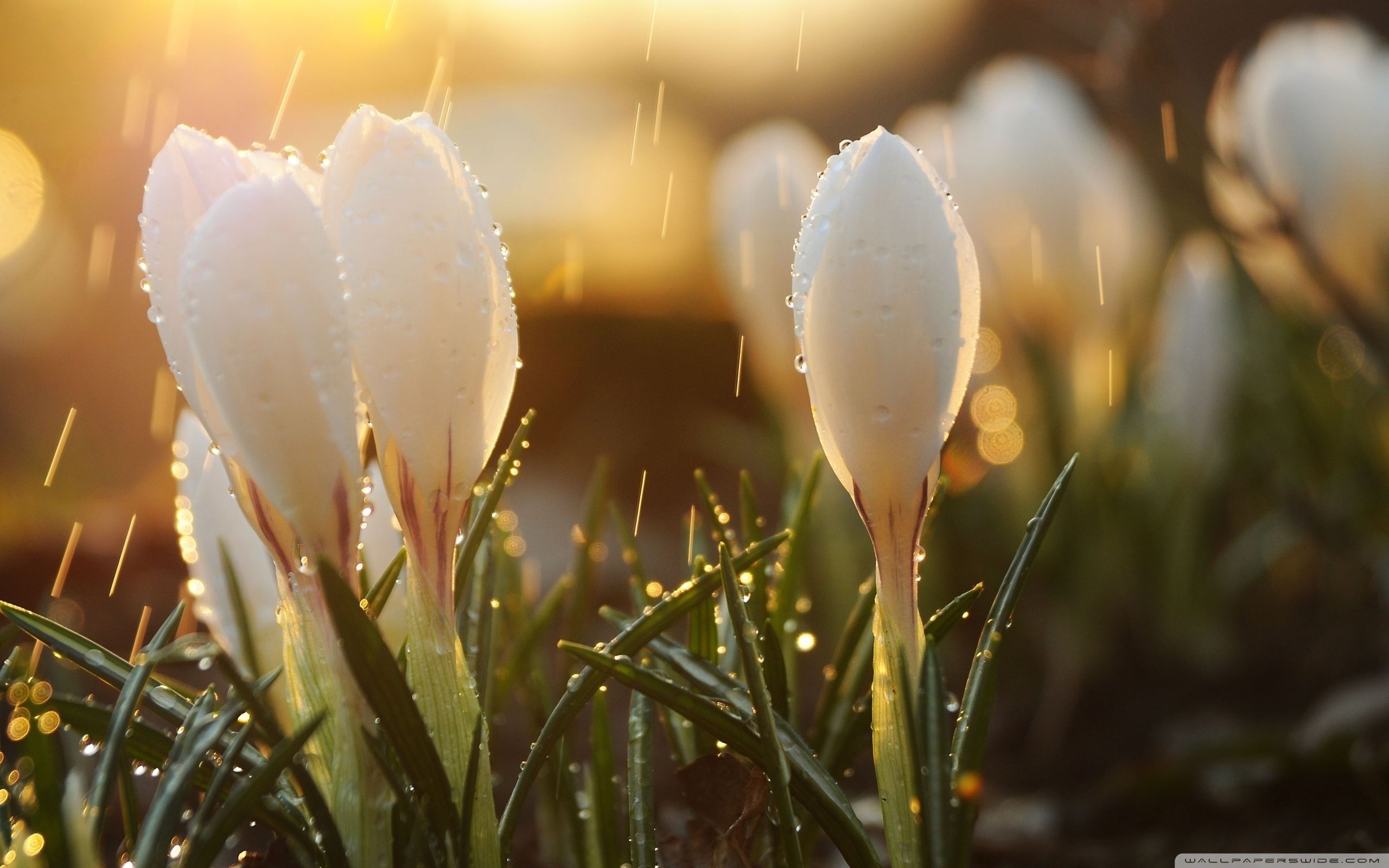 White Spring Flowers in Rain Ultra HD Desktop Background Wallpaper