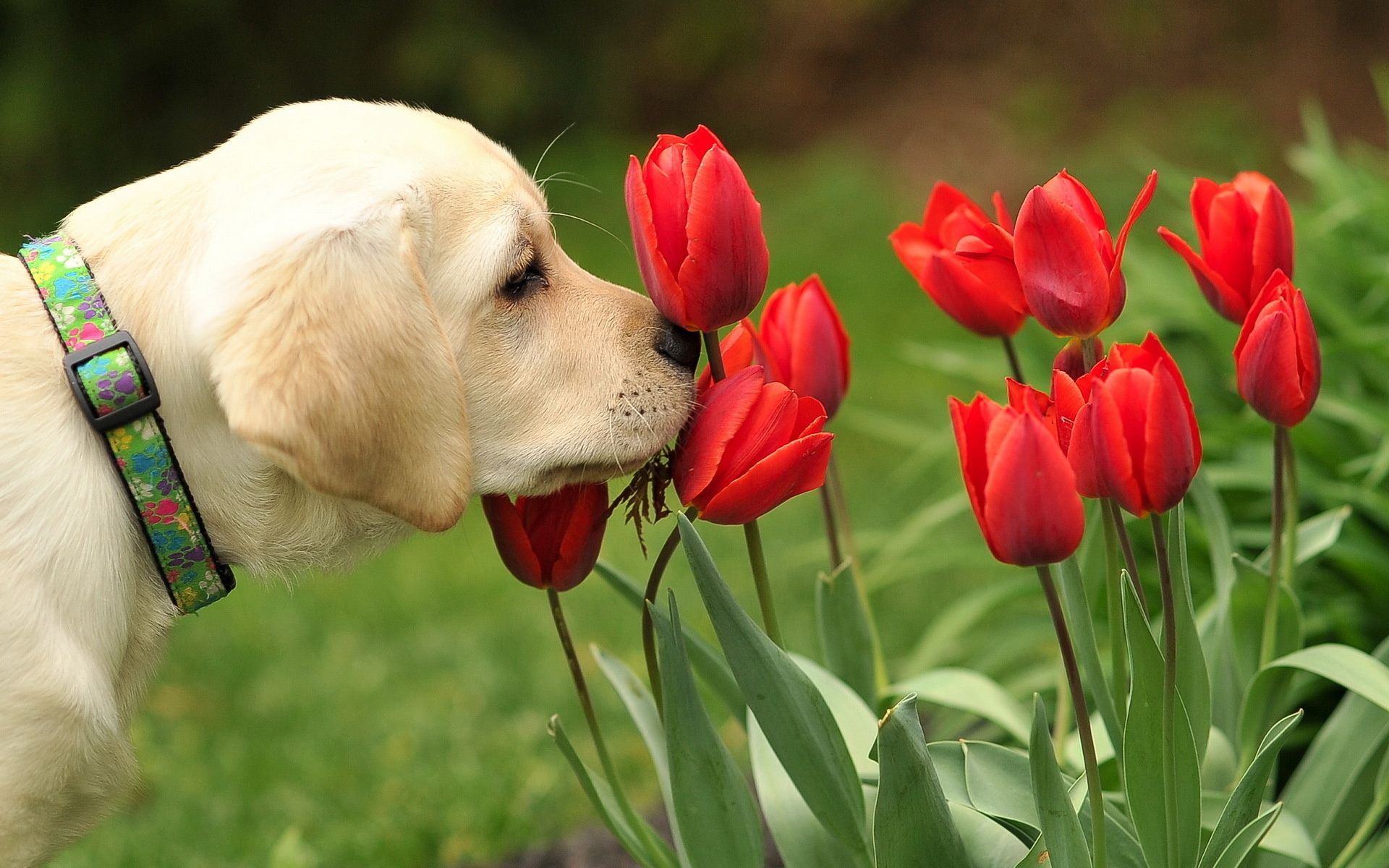 Dog flowers tulips dogs puppy wallpaperx1200