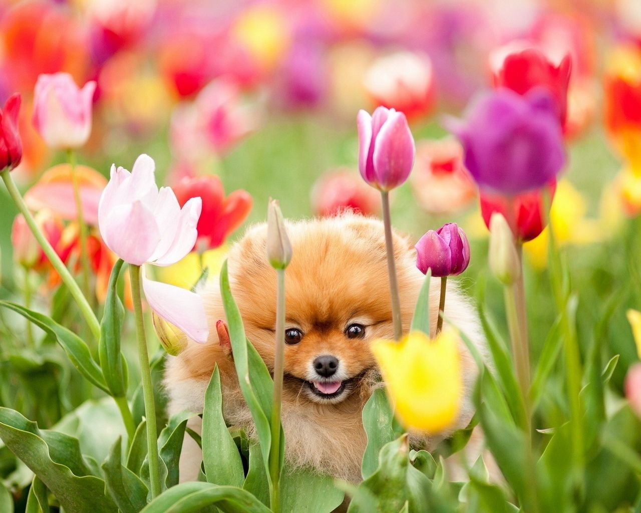 Download wallpaper 1280x1024 puppy, dog, field, flowers, tulips
