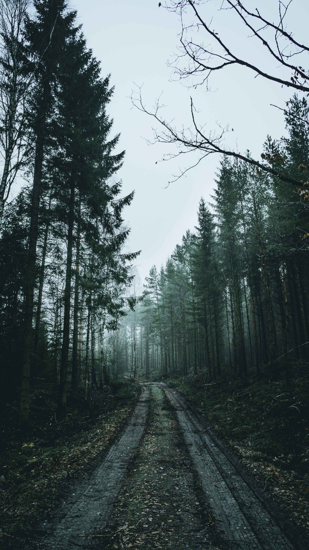 Overcast Road Phone Wallpaper Lockscreen HD 4K Android iOS iPhone /over. Forest picture, Forest wallpaper, Nature photography
