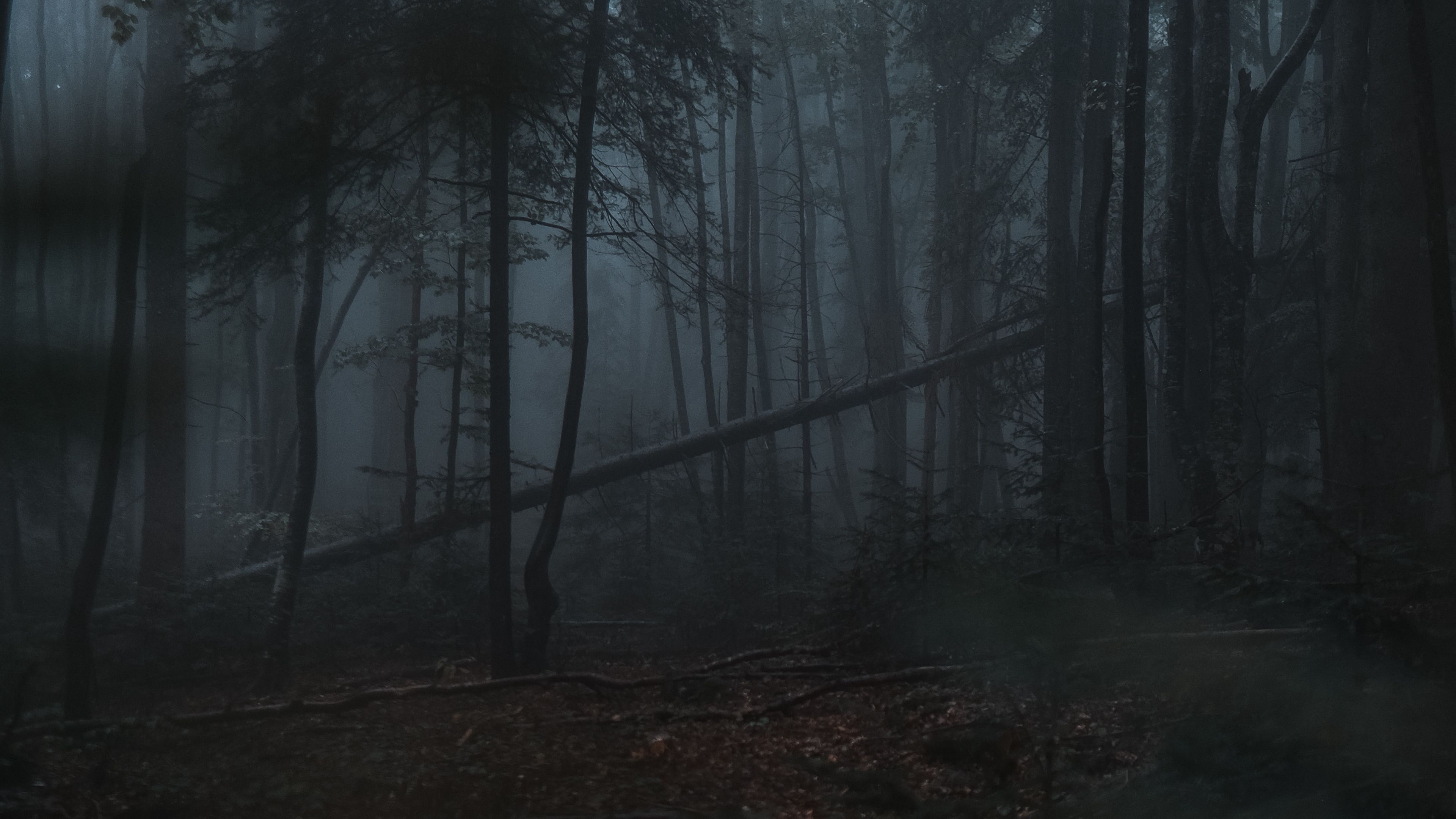 Download wallpaper 3840x2160 forest, fog, trees, gloomy, dark 4k