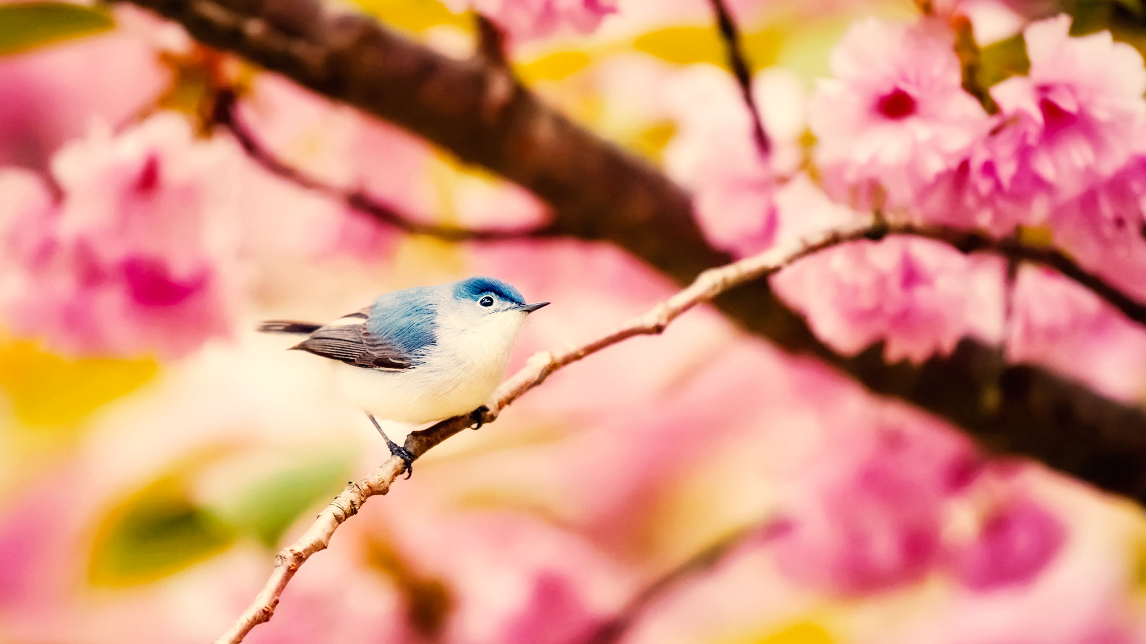 Little Bird Chromebook Wallpaper