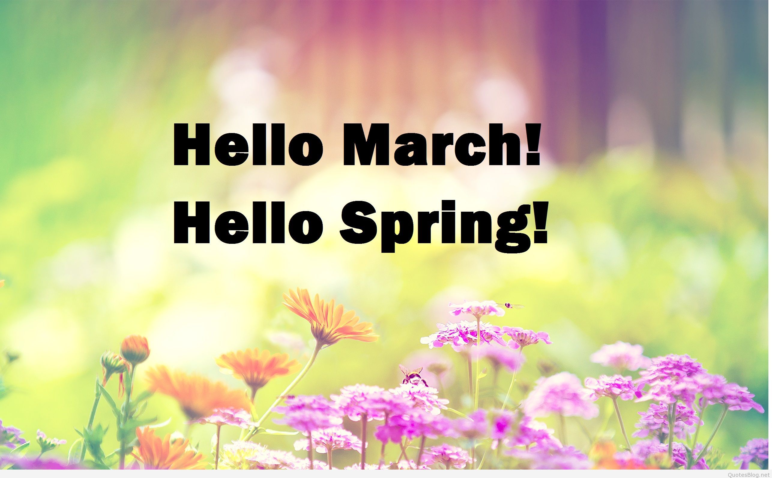 Free download Hello spring Colorful Spring Wallpaper [2572x1592] for your Desktop, Mobile & Tablet. Explore Welcome Spring Wallpaper. Wallpaper Spring, Spring Background, Wallpaper Spring