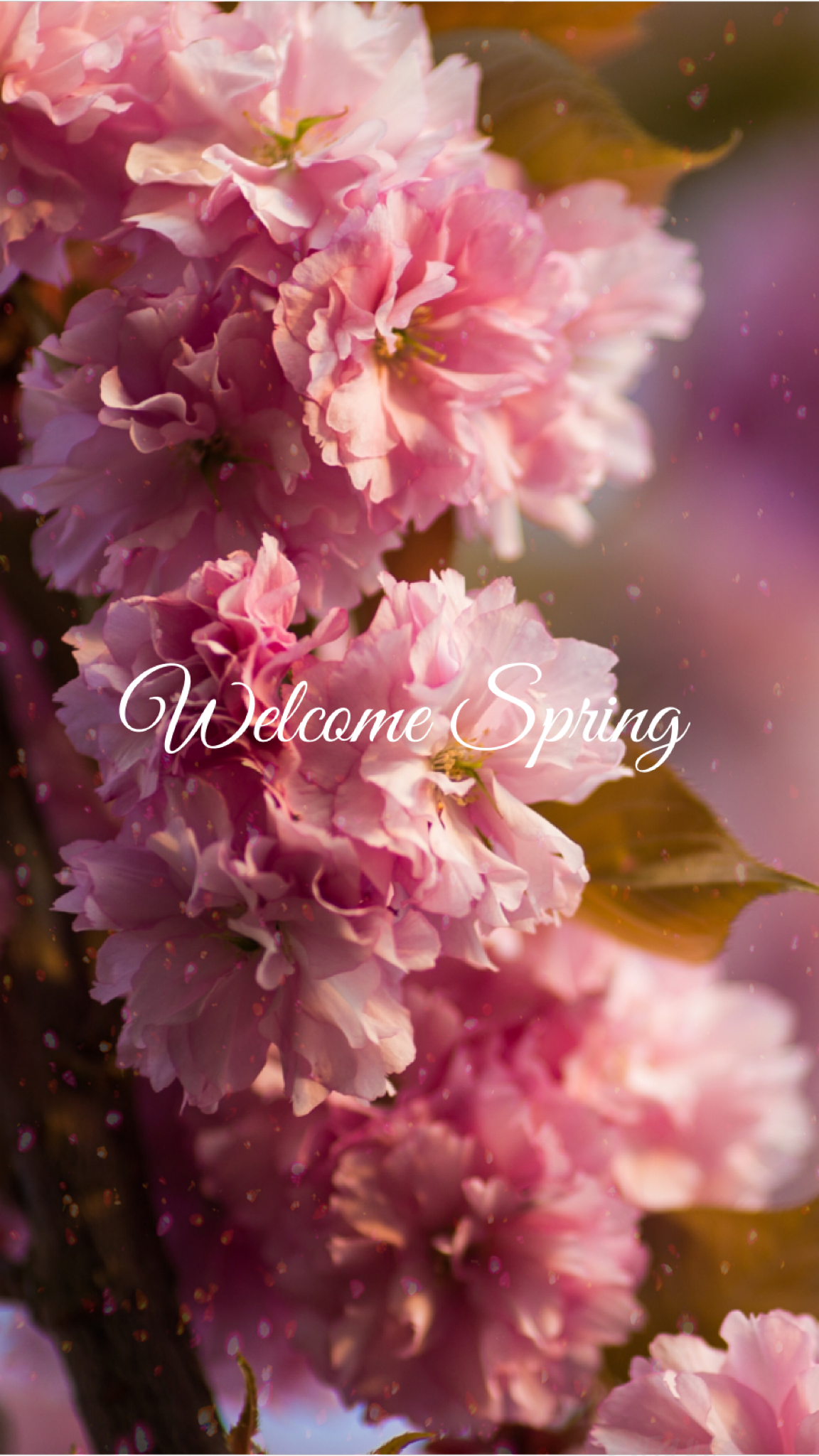 spring #welcomespring #quote #wallpaper #fondos #edit :evaxo