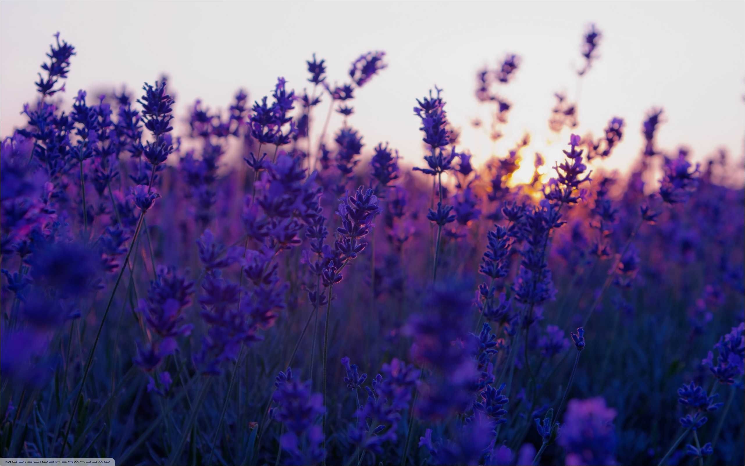 Desktop Wallpaper Lavender Fields Sunrise Hd Image Picture Background  5ncm23