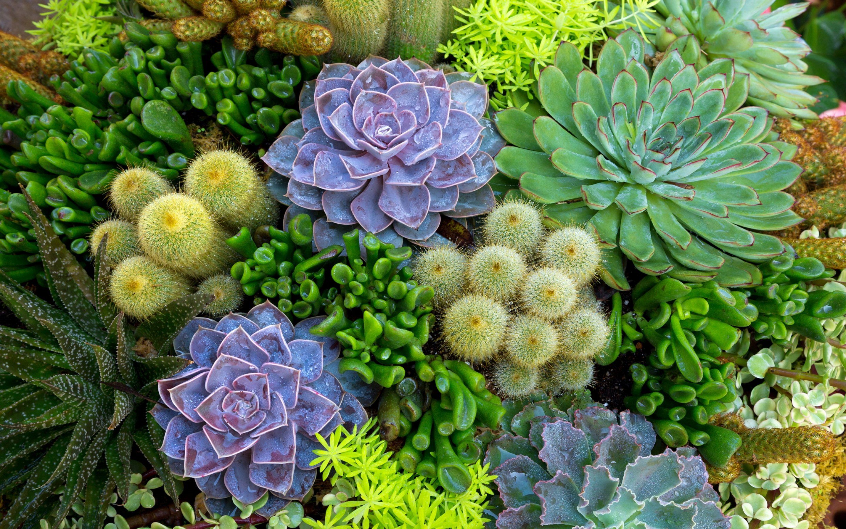 cactus, Flower, Bokeh, Desert, Plant, Nature, Landscape Wallpaper HD / Desktop and Mobile Background