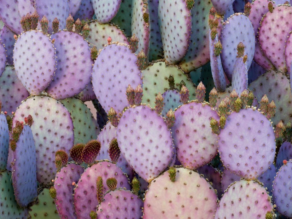 Cactus And Lavender Desktop Wallpapers - Wallpaper Cave