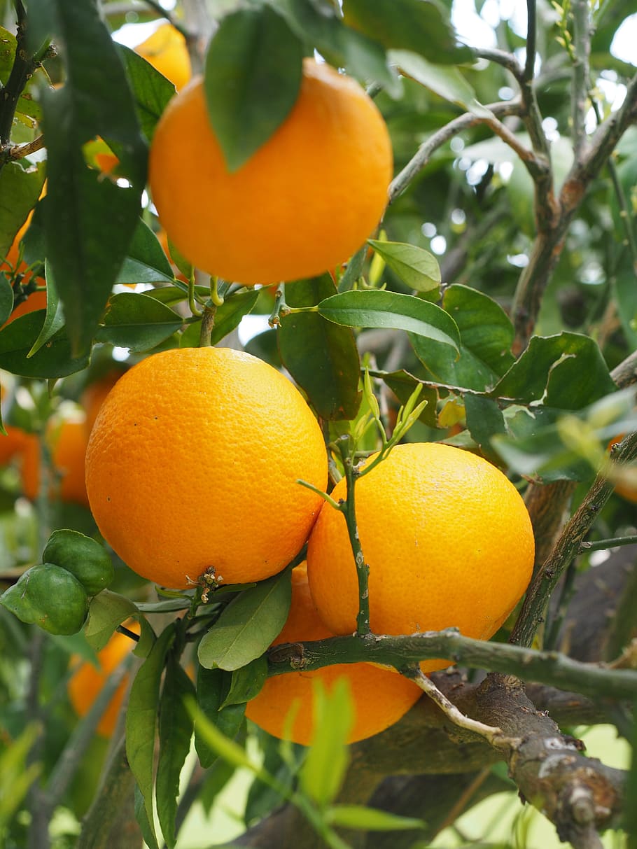 HD wallpaper: oranges, fruits, orange tree, citrus fruits, leaves