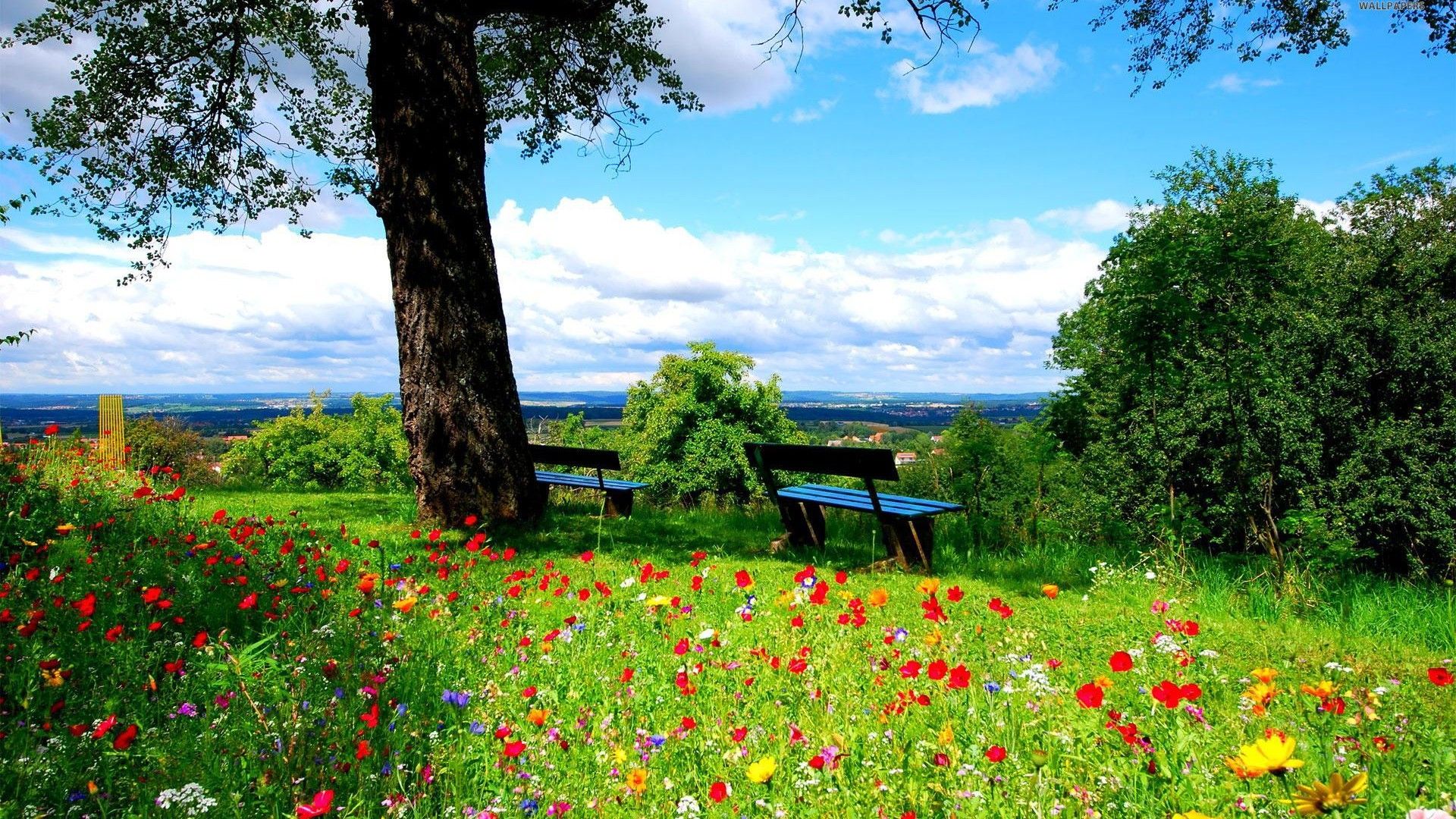 A Beautiful Spring Day Surrounded By Flowers, HD