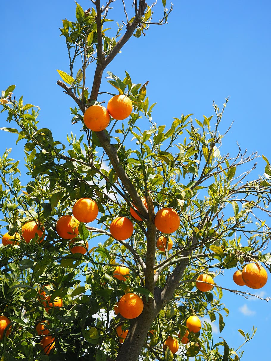HD wallpaper: oranges, fruits, orange tree, citrus fruits, leaves