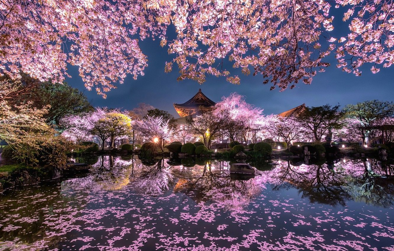 Wallpapers light, flowers, night, the city, lights, pond, spring, Japan, garden, Sakura image for desktop, section город