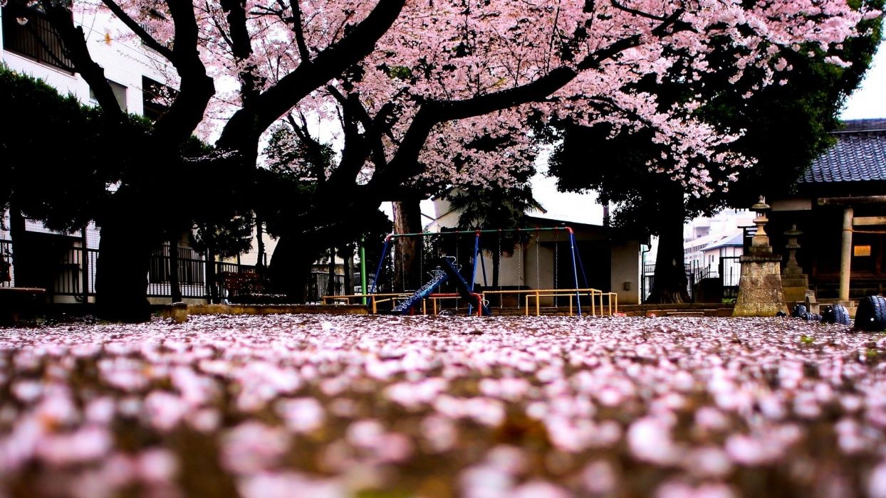Sakura tree Spring Japan wallpaperx1080