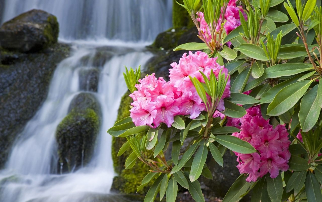 Spring Flowers and Waterfall wallpaper