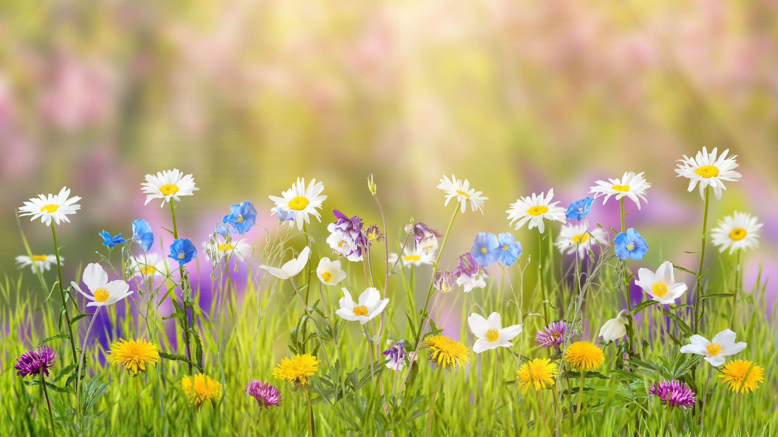 Spring 1440P Resolution HD 4k Wallpaper, Image, Background, Photo and Picture