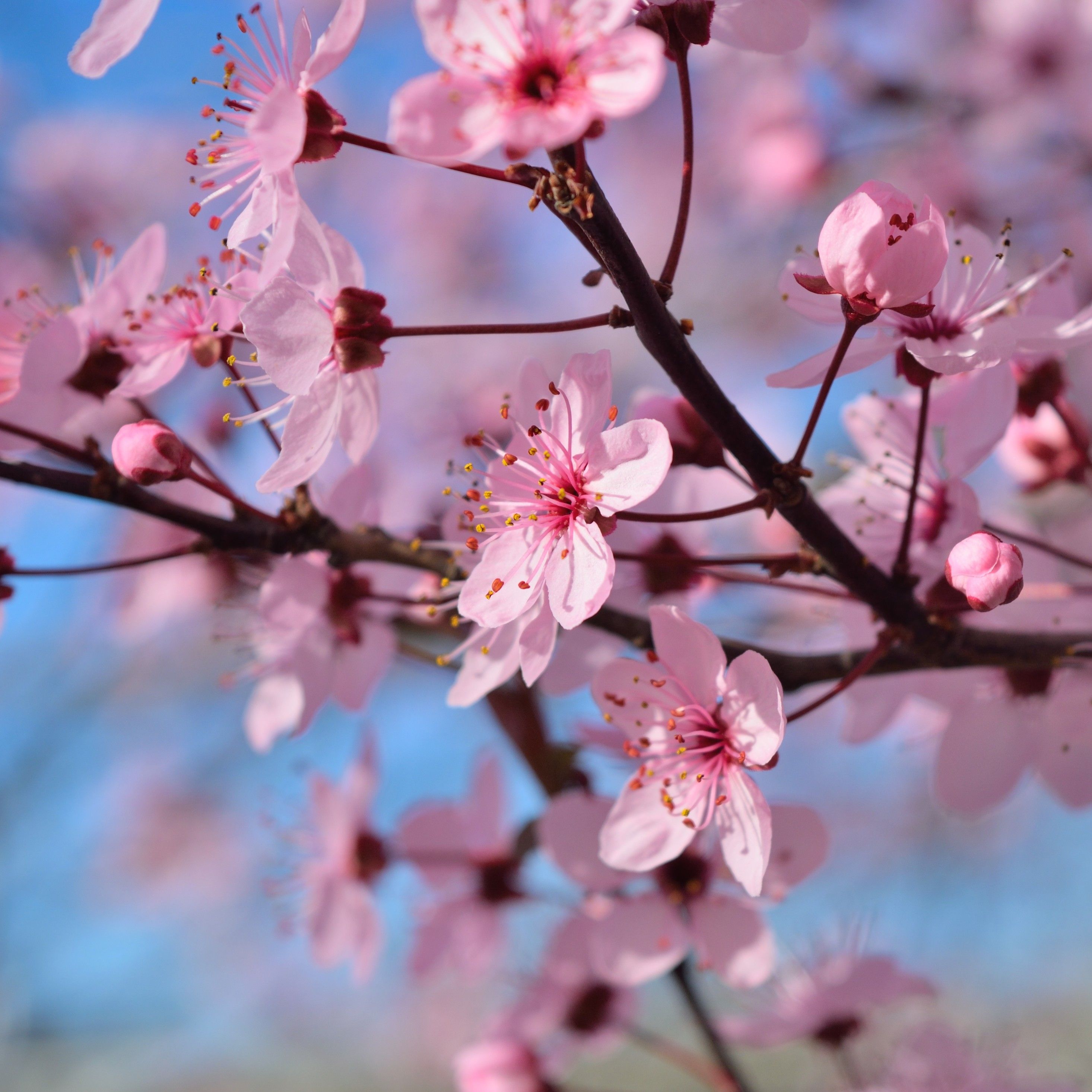 Spring Season Flowers iPad Pro Retina Display HD 4k