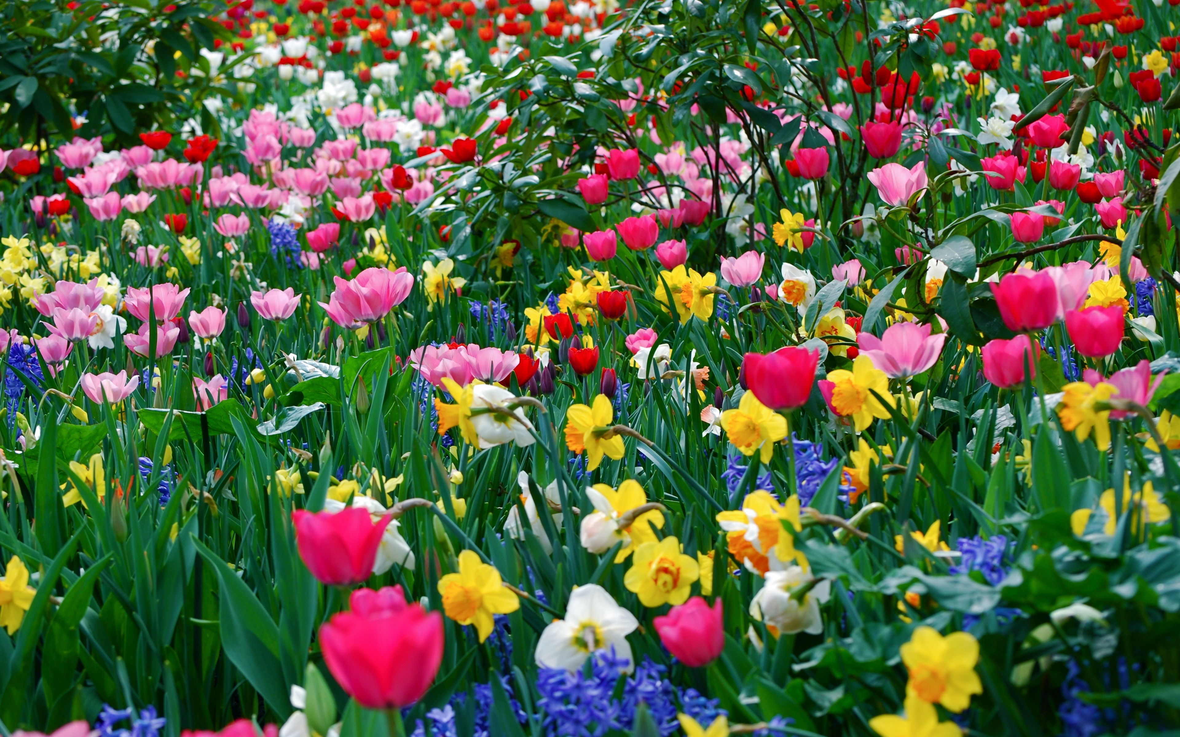 Download wallpaper 3840x2400 tulips, daffodils, flowers, meadow